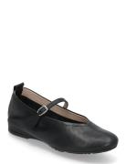 Gracia Black Wonders