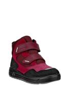 Urban Snowboarder Burgundy ECCO