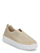 Tulip Glimmer Gold Ilse Jacobsen