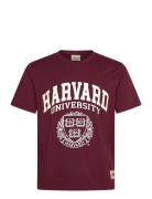 Jorharvard Tee Ss C.n Styd Ss25 Burgundy Jack & J S